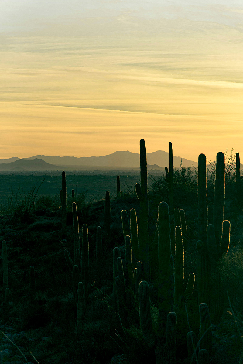 Tucson AZ 85705 tax attorney reviewing IRS resolution options with client