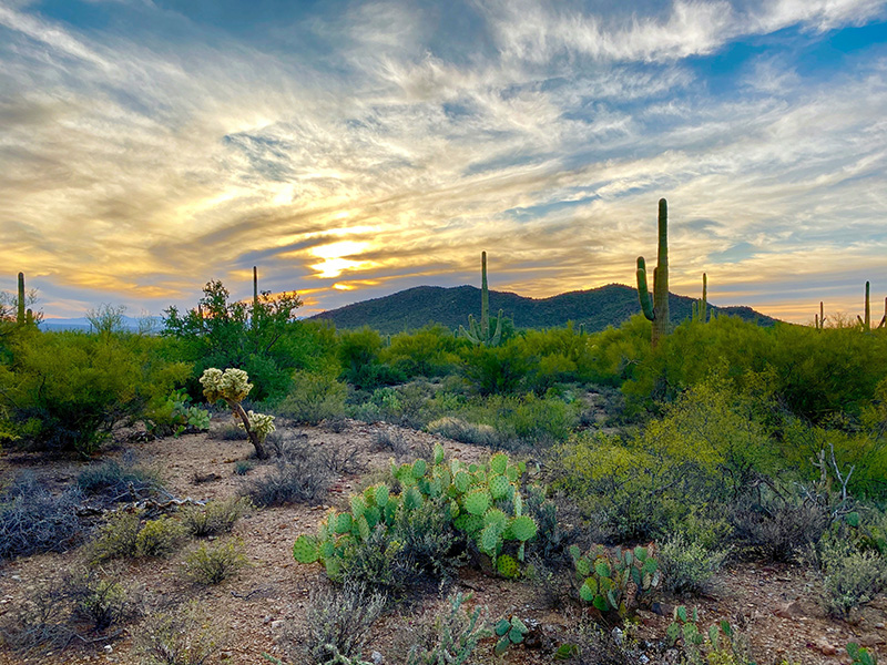 IRS tax relief attorney serving Marana Arizona 85653 during remote phone consultation