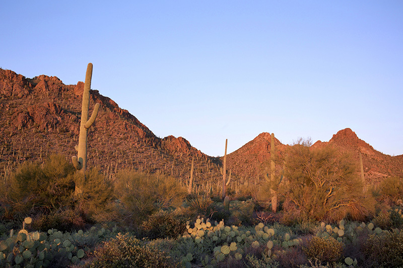 IRS tax relief attorney serving Casa Grande Arizona 85122 during remote phone consultation